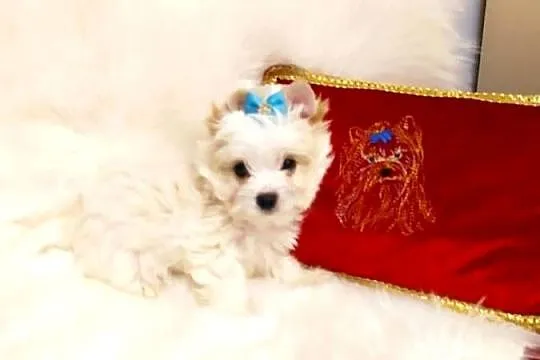 Maleńki samczyk Alus Golddust Yorkshire terrier ,nie biewer., Śląskie, Orzesze