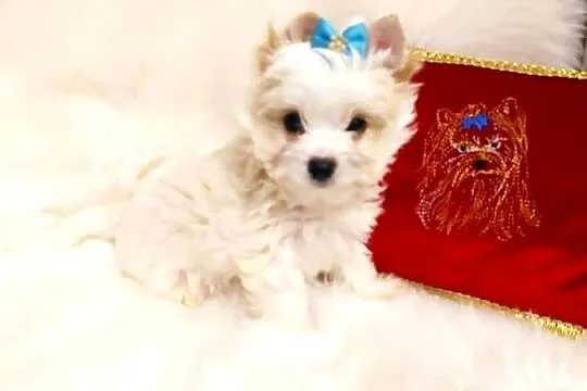 Maleńki samczyk Alus Golddust Yorkshire terrier ,nie biewer., Śląskie, Orzesze