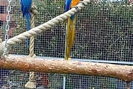 Ara ararauna para