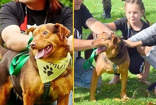 Rudy - super pies szuka domu, Kraków