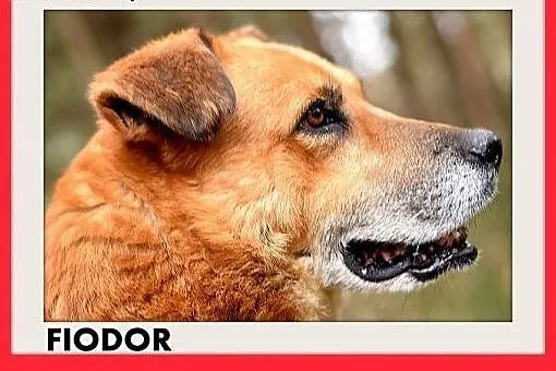 FIODOR, 40kg,duży,spokojny,zrównoważony pies do ad