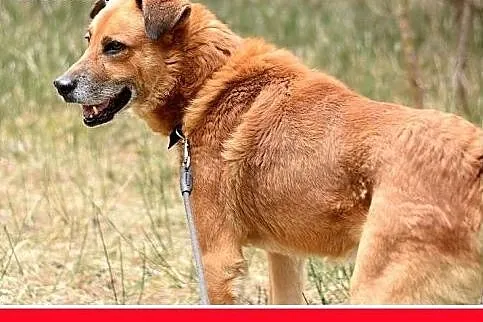 FIODOR, 40kg,duży,spokojny,zrównoważony pies do ad
