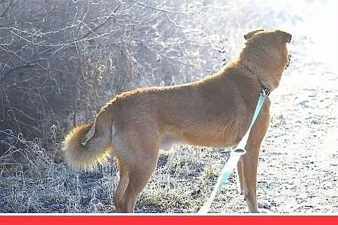 FIODOR, 40kg,duży,spokojny,zrównoważony pies do ad