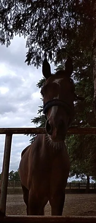 Koń arabski,wałach arabski, Wielkopolskie, Pleszew