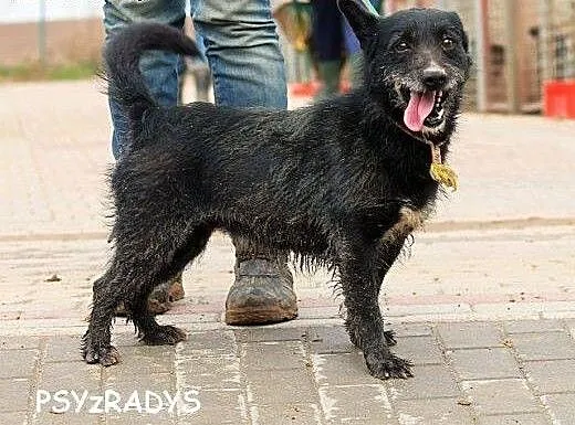 FRIKO wyjątkowo urodziwy szorściak, bardzo radosny
