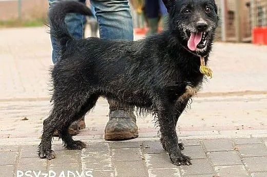 FRIKO wyjątkowo urodziwy szorściak, bardzo radosny