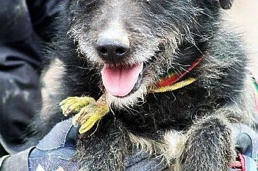 FRIKO wyjątkowo urodziwy szorściak, bardzo radosny