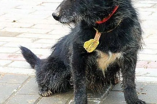 FRIKO wyjątkowo urodziwy szorściak, bardzo radosny