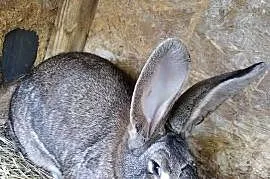 Sprzedam młodą dużą samicę..