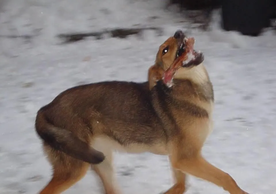 Stella, młodziutka, łagodna, piękna