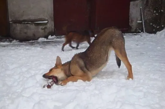 Stella, młodziutka, łagodna, piękna