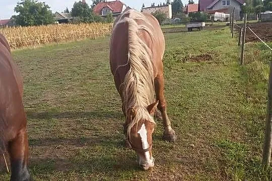 Klacz zimnokrwista pkz., Dolnośląskie, Kobierzyce