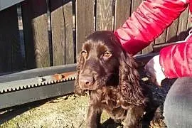 Cocker spaniel czekoladowa suczka