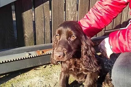 Cocker spaniel czekoladowa suczka