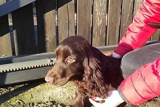 Cocker spaniel czekoladowa suczka, Małopolskie, Bukowno