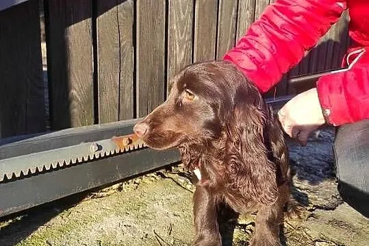 Cocker spaniel czekoladowa suczka, Małopolskie, Bukowno