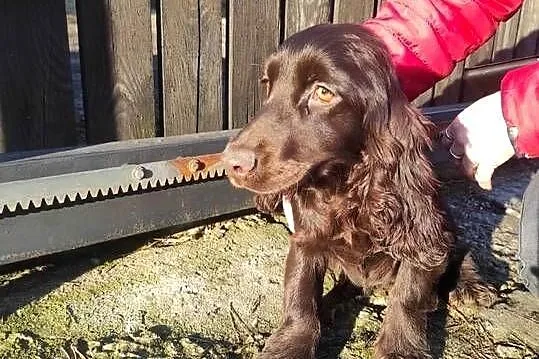 Cocker spaniel czekoladowa suczka, Małopolskie, Bukowno