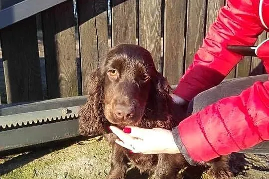 Cocker spaniel czekoladowa suczka, Małopolskie, Bukowno