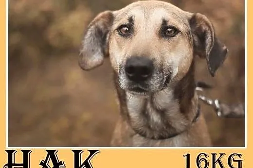 16kg,młody 2 lata,aktywny,przyjazny,wesoły pies HAK.Adopcja,  dolnośląskie Wrocław