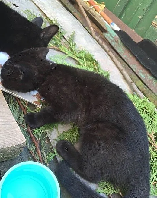 5 miesięczny kotek szuka domu PILNE!, mazowieckie
