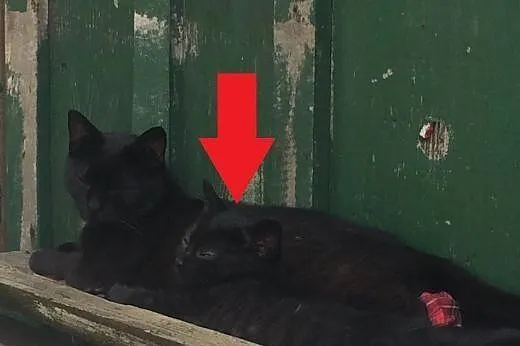 5 miesięczny kotek szuka domu PILNE!,  mazowieckie