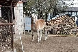 Źrebica zimnokrwista z księgą wstępną