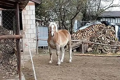 Źrebica zimnokrwista z księgą wstępną