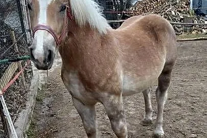 Źrebica zimnokrwista z księgą wstępną, Lubelskie, Łęczna