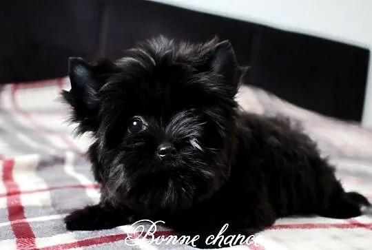 Yorkshire terrier Black