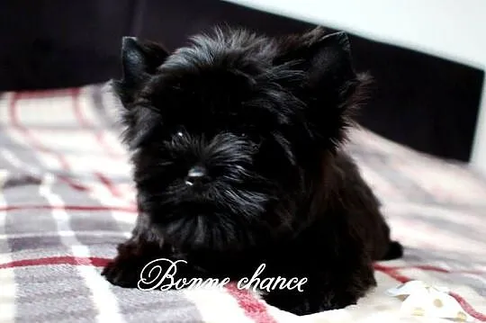 Yorkshire terrier Black, Podlaskie, Suwałki