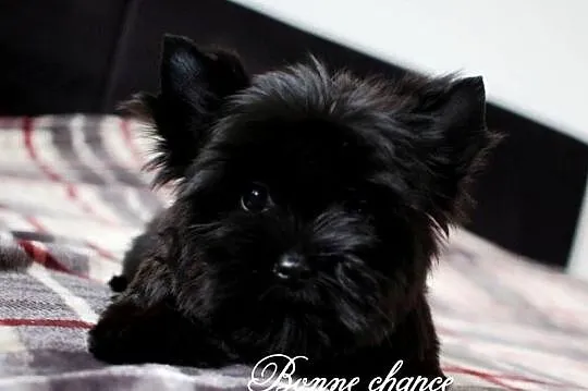 Yorkshire terrier Black, Podlaskie, Suwałki