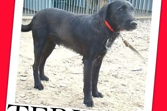 TERIKO roczny psiak, waga 14 kg,wesoły, przytulaśny, aktywny_Adopcja_
