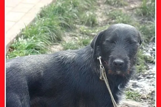 TERIKO roczny psiak, waga 14 kg,wesoły, przytulaśn