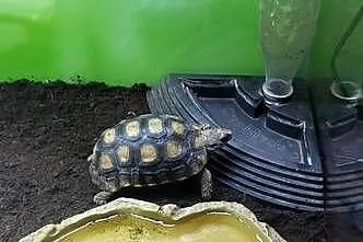 Żółw zawiasowy Kinixys belliana