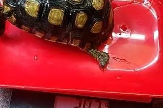 Żółw zawiasowy Kinixys belliana, Śląskie, Żory