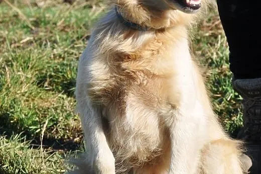 Mrozik śliczny, łagodny, niewielki mix golden retriever ADOPCJA,  małopolskie Kraków