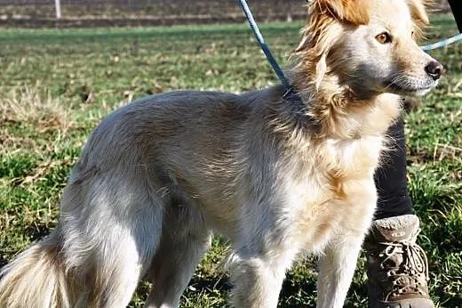 Mrozik śliczny, łagodny, niewielki mix golden retr