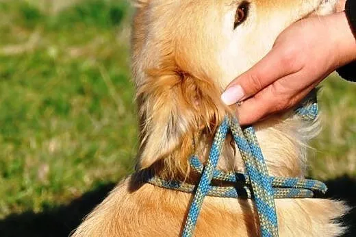 Mrozik śliczny, łagodny, niewielki mix golden retr