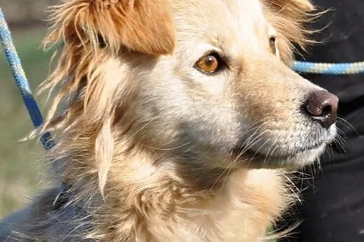 Mrozik śliczny, łagodny, niewielki mix golden retr