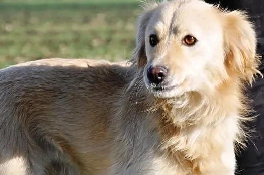 Mrozik śliczny, łagodny, niewielki mix golden retr