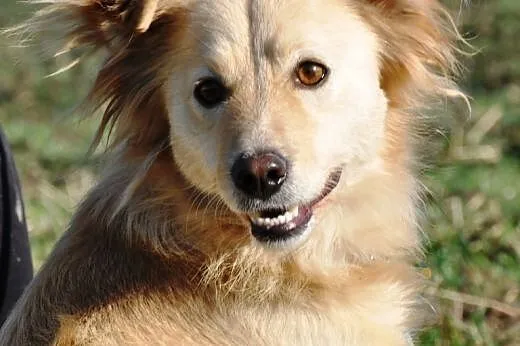 Mrozik śliczny, łagodny, niewielki mix golden retr