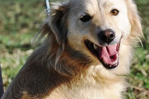 Mrozik śliczny, łagodny, niewielki mix golden retr
