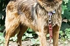 KOLA - śliczna 12kg sunia czeka na dom już prawie 