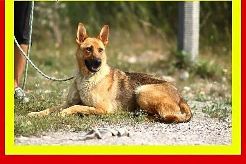 Idealna na spacery,wesoła,przyjazna,pogodna,suczka ATENA,  łódzkie Łódź