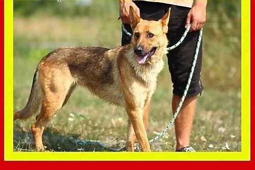 Idealna na spacery,wesoła,przyjazna,pogodna,suczka