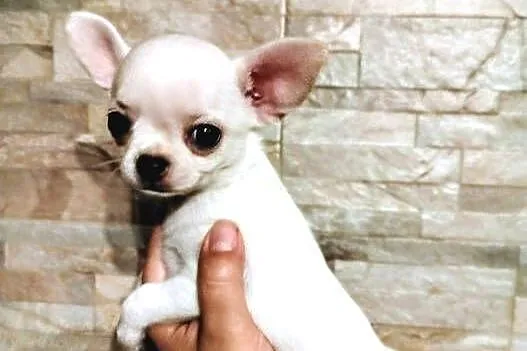 Chihuahua śliczny chłopiec