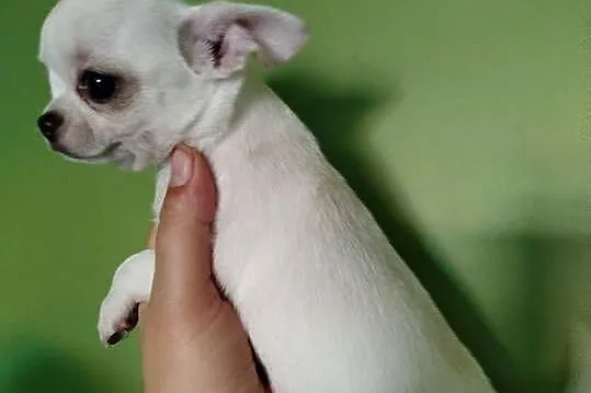 Chihuahua śliczny chłopiec, Wielkopolskie, Konin