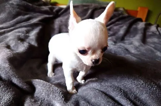 Chihuahua śliczny chłopiec, Wielkopolskie, Konin