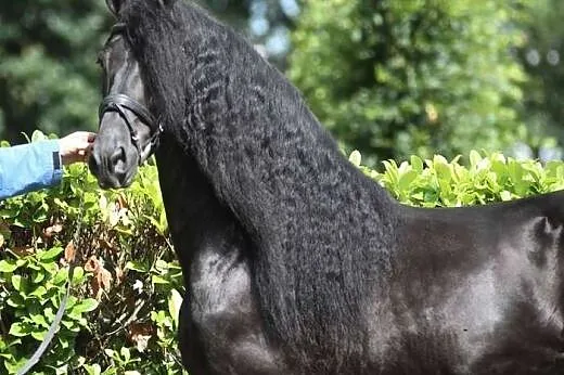Niesamowite Adopcje, Piękny koń fryzyjski do przyj