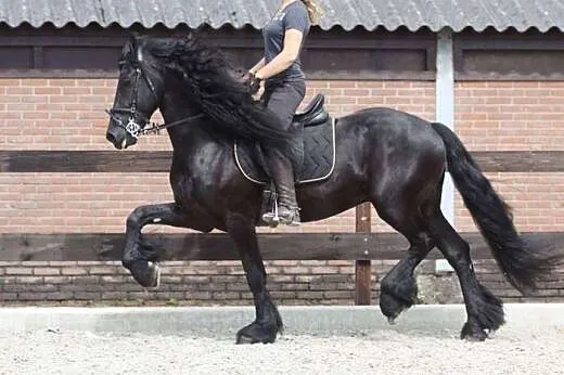 Niesamowite Adopcje, Piękny koń fryzyjski do przyj